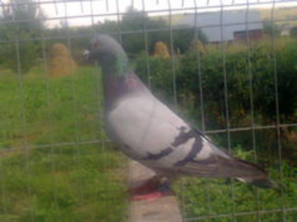 F 2012 ro - PORUMBEI CARE IAM VANDUT