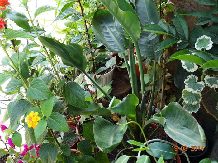 DSC07147