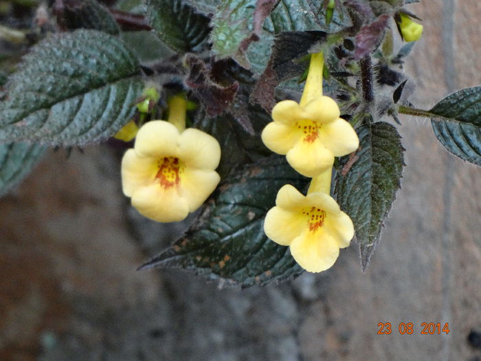 DSC07315