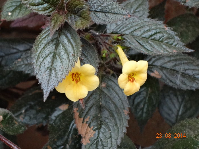 DSC07314 - Plante in ghiveci 2014