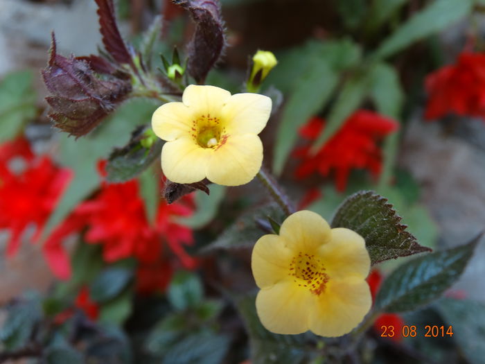 DSC07313 - Plante in ghiveci 2014