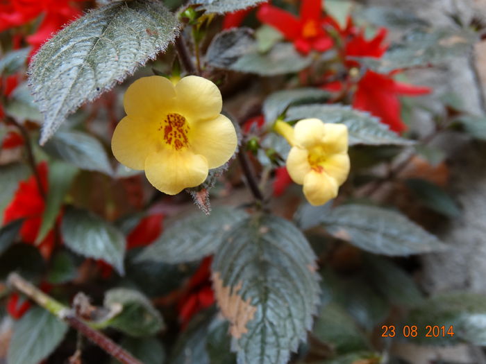 DSC07312 - Plante in ghiveci 2014
