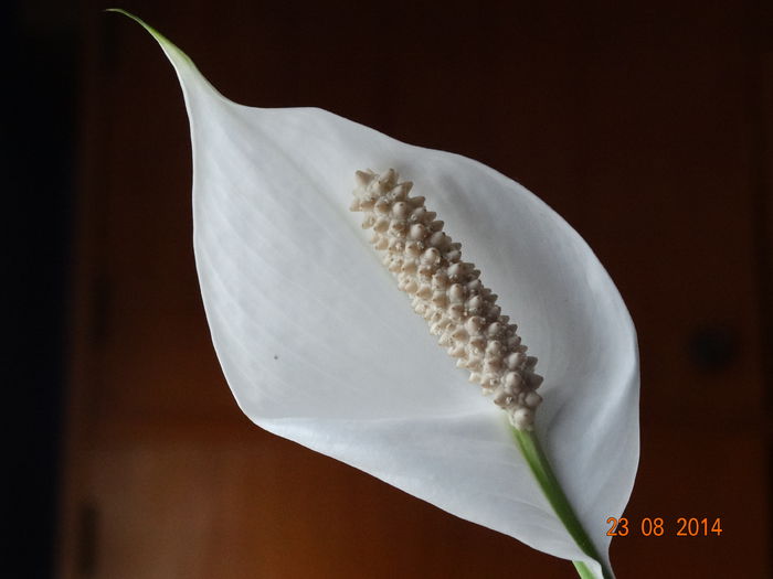 DSC07285 - Plante in ghiveci 2014