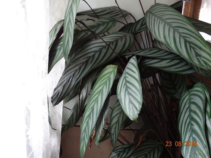 DSC07280 - Plante in ghiveci 2014