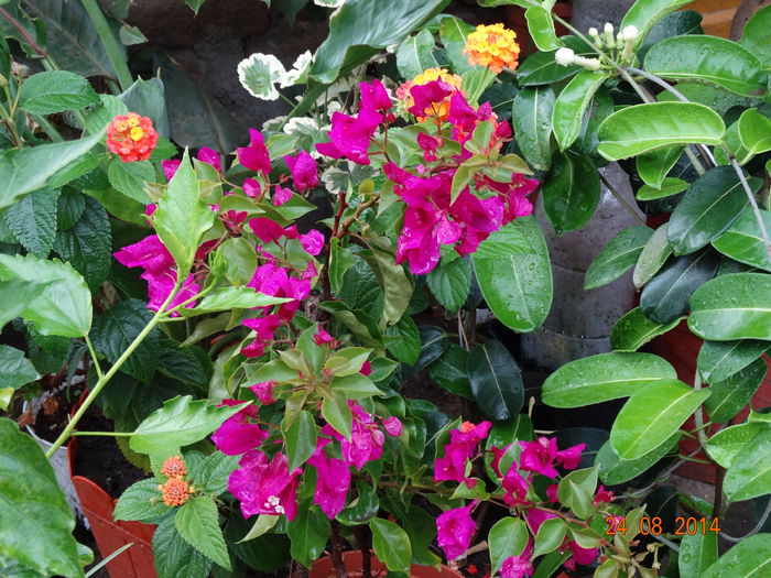 DSC07412 - Plante in ghiveci 2014