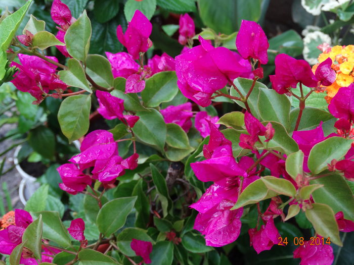 DSC07419 - Plante in ghiveci 2014
