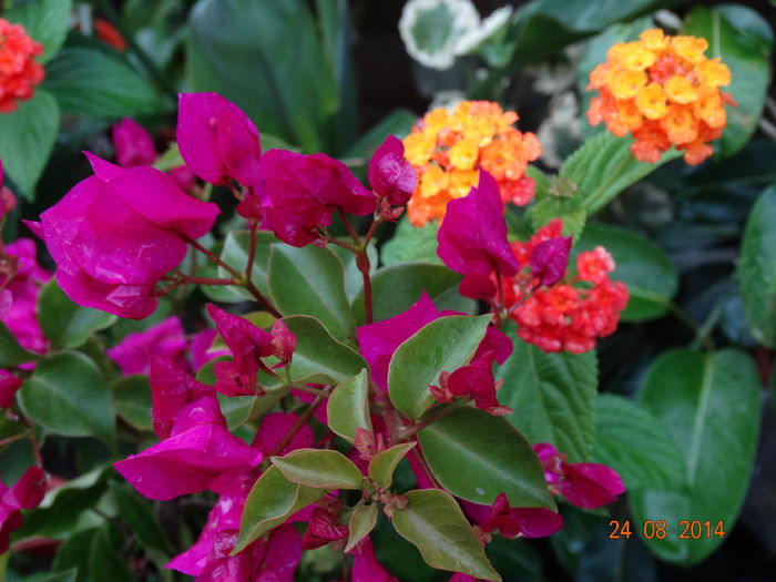 DSC07420 - Plante in ghiveci 2014