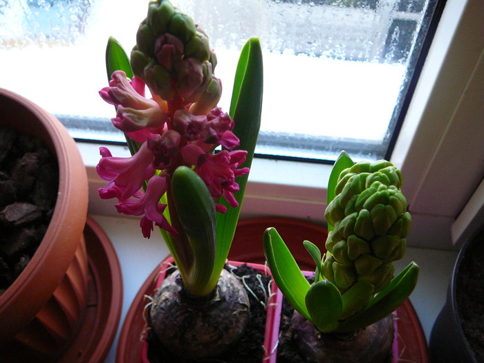 Picture 463; Zambila  inflorita
