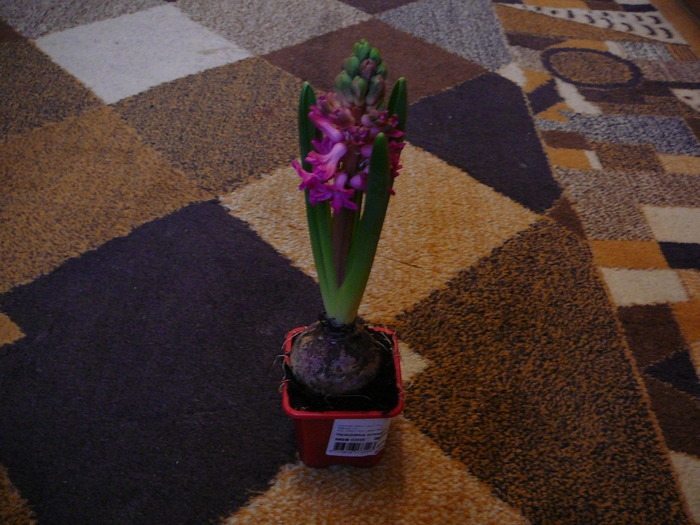 Picture 464; Zambila  inflorita
