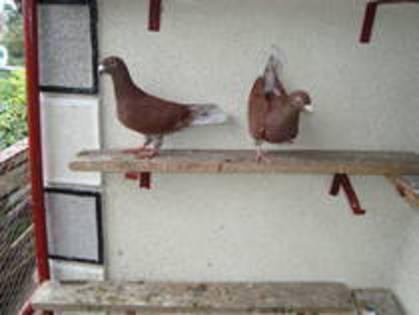 Parintii lor(sunt vanduti) - Porumbei rosii de Bucuresti