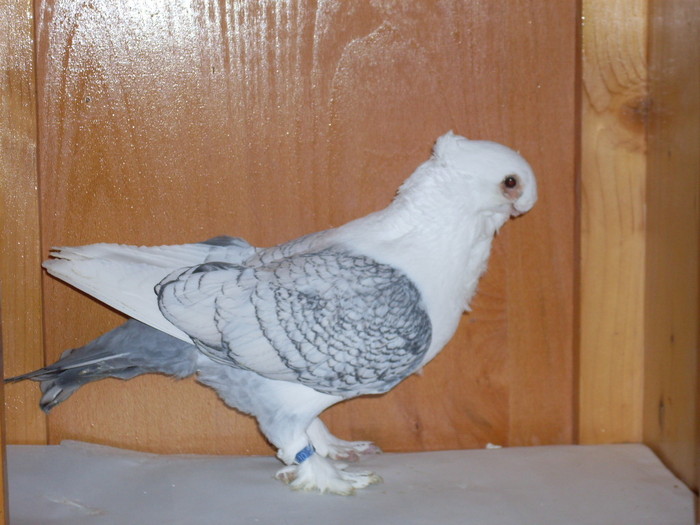 Satinet M - Diszgalambok-Ornament pigeons -Porumbei de agrement