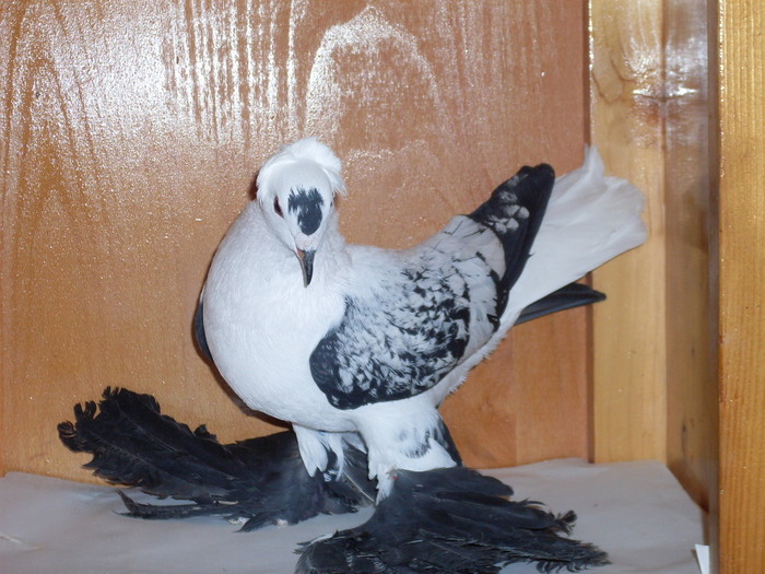 Randunica de Saxonia  M - Diszgalambok-Ornament pigeons -Porumbei de agrement