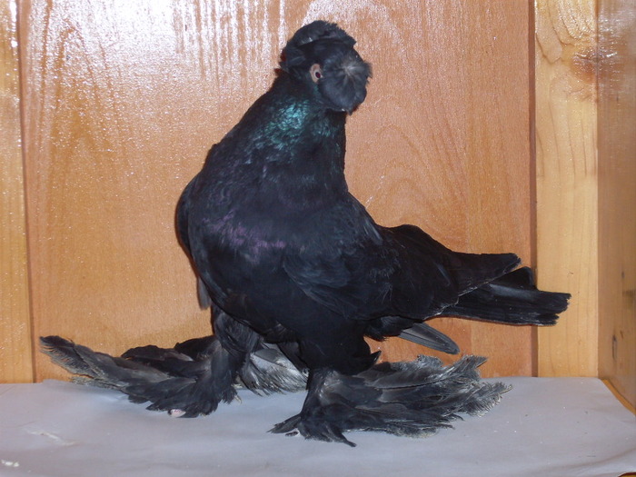 J. de Botosani M Via:Botosani - Diszgalambok-Ornament pigeons -Porumbei de agrement