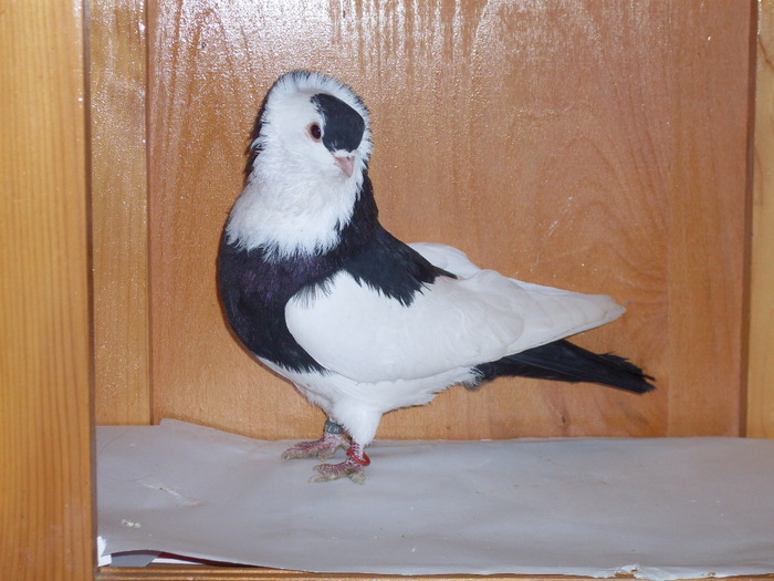 Jucator de Kiskunfelegyhaza  M - Diszgalambok-Ornament pigeons -Porumbei de agrement