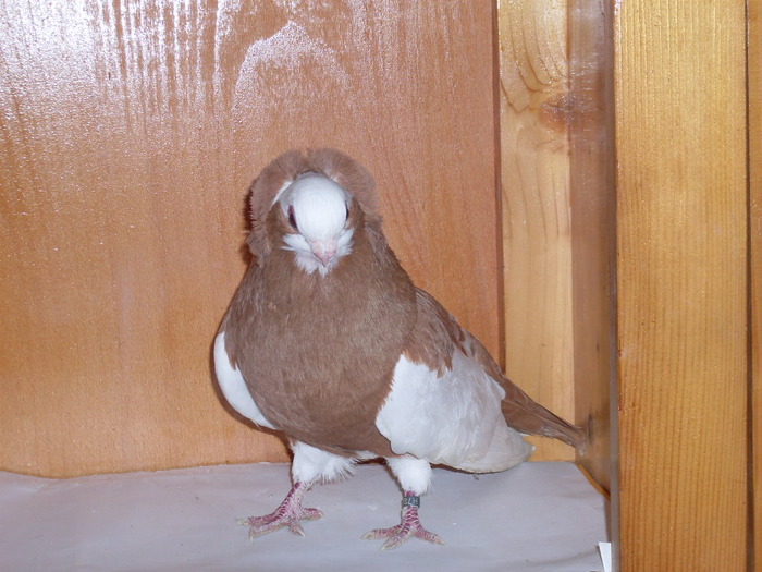 Jucator de Komarom  M - Diszgalambok-Ornament pigeons -Porumbei de agrement