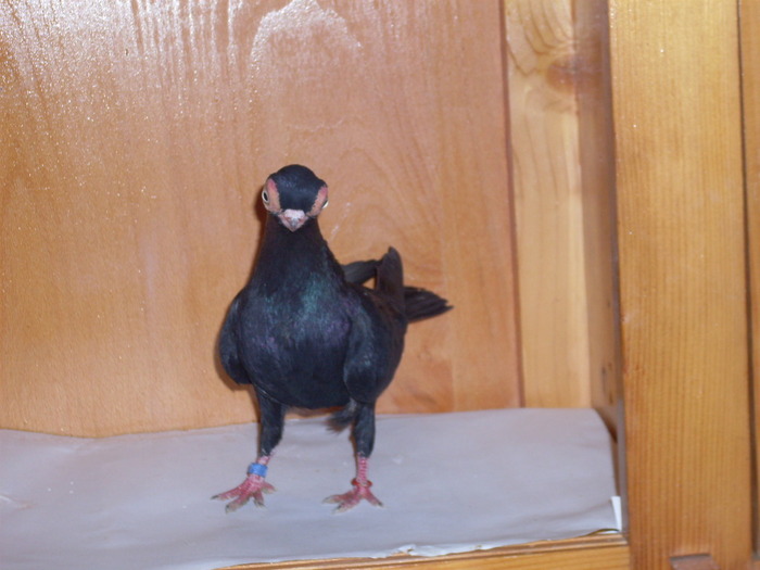Cioc scurt de B-pesta  M - Diszgalambok-Ornament pigeons -Porumbei de agrement