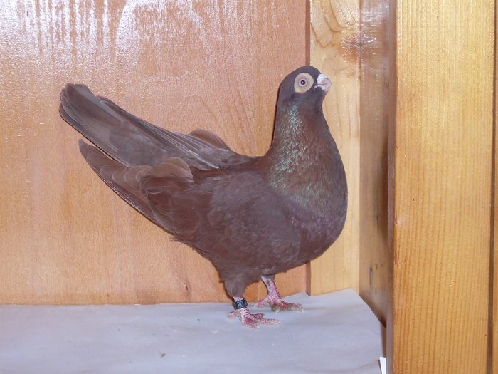 Jucator de Ardeal  M - Diszgalambok-Ornament pigeons -Porumbei de agrement