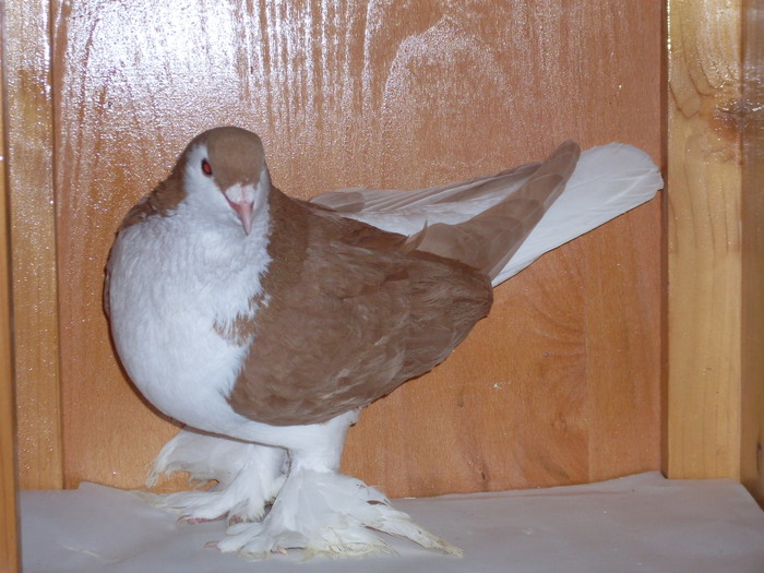 Lahore  M  galben - Diszgalambok-Ornament pigeons -Porumbei de agrement