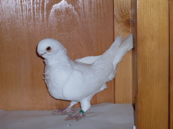 Pescarus African  M - Diszgalambok-Ornament pigeons -Porumbei de agrement