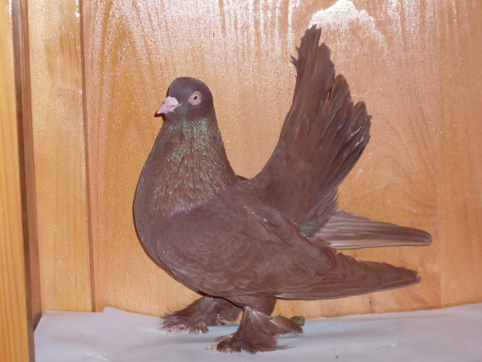 Roller de Cluj M - Diszgalambok-Ornament pigeons -Porumbei de agrement