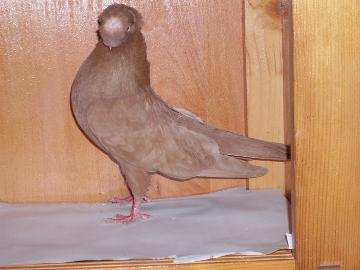 J.Bimotat M Via:SIMON S.Tg.Mures - Diszgalambok-Ornament pigeons -Porumbei de agrement