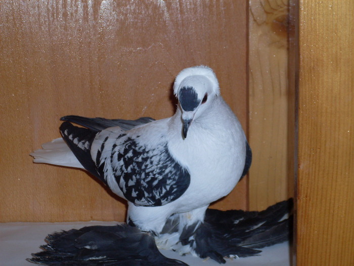 Randunele de Saxonia  F - Diszgalambok-Ornament pigeons -Porumbei de agrement