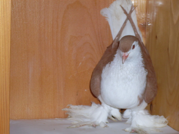 La Hore  F - Diszgalambok-Ornament pigeons -Porumbei de agrement