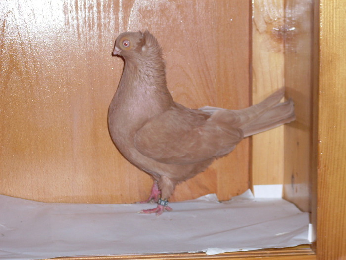 Jucator de Ardeal cu mot  F - Diszgalambok-Ornament pigeons -Porumbei de agrement