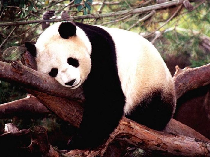 panda-bear-wallpaper - niste poze super dragute cu animale