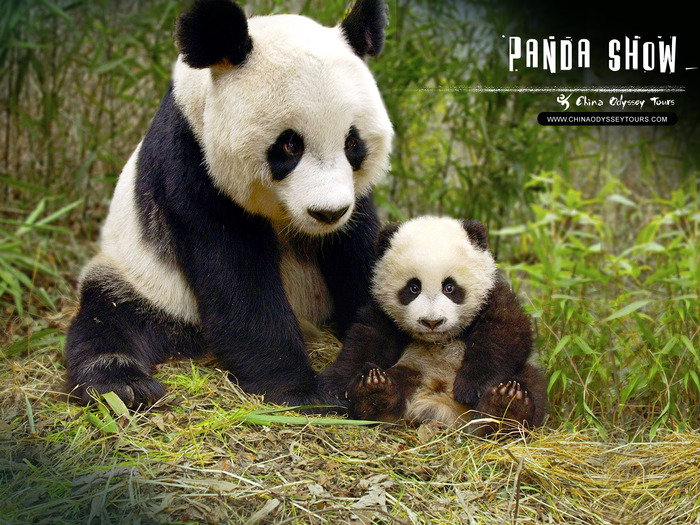 panda-wallpaper2 - niste poze super dragute cu animale