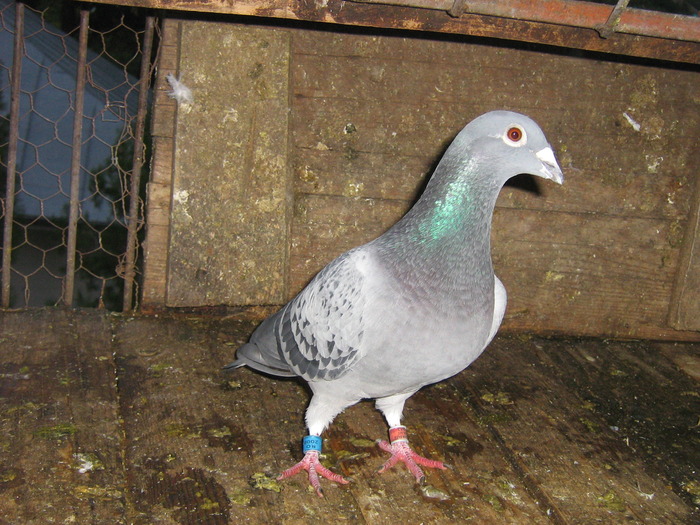 elton - porumbei 2008-2009