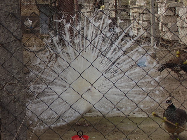 Paun alb matur - pauni albi