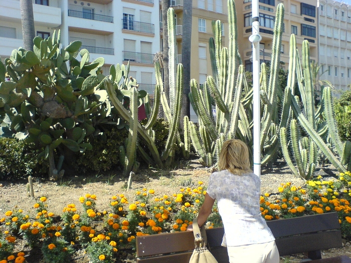 DSC00541; iarasi cactusi
