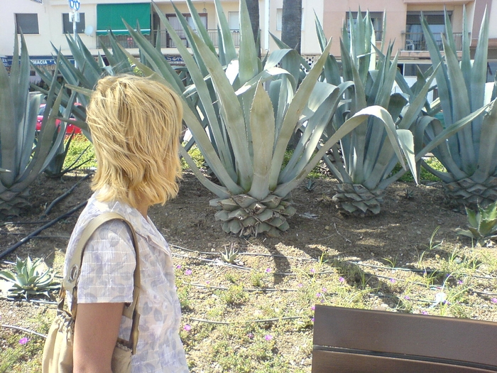 DSC00546; agave mari
