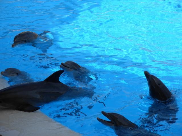 Dolphins_at_Loro_Parque_21 - poze cu delfini