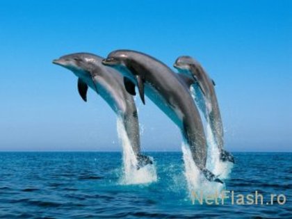 Just for fun! - poze cu delfini