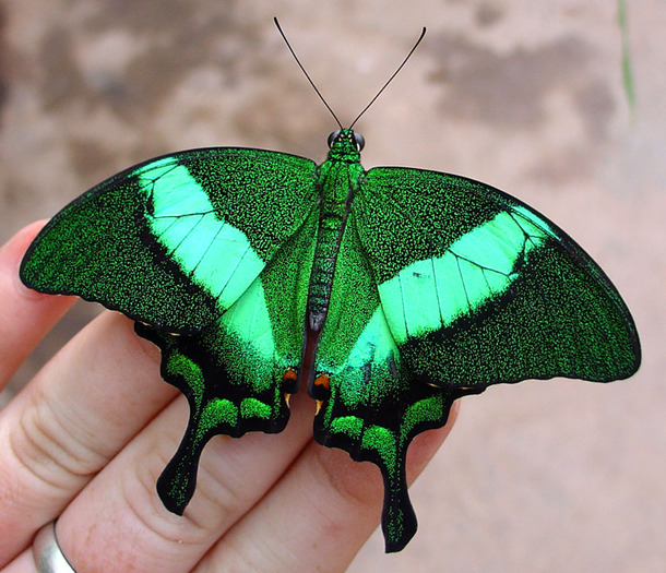 1875597514l - fluturi