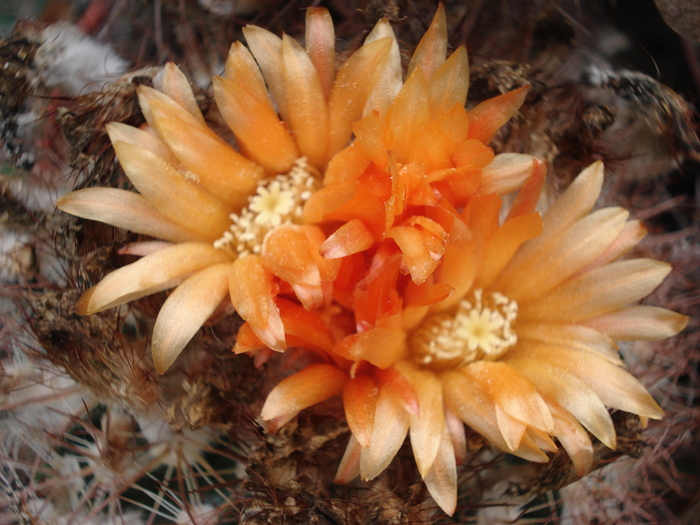  - Cactusi