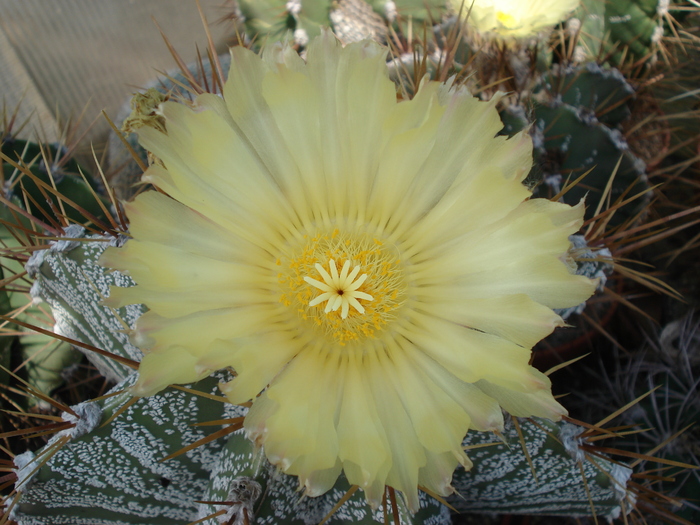  - Cactusi