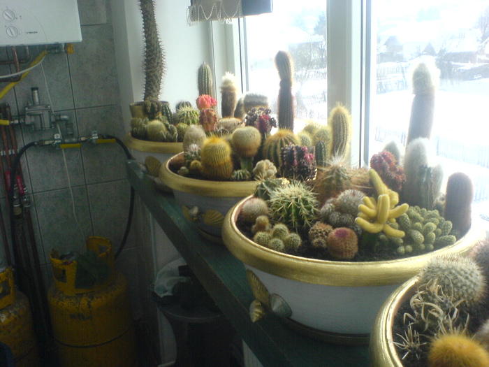 DSC02049 - Cactusii mei