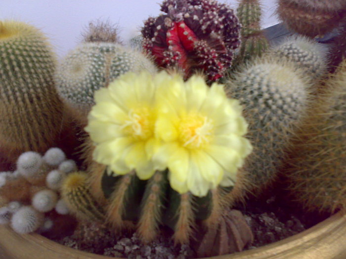 14082009305 - Cactusii mei