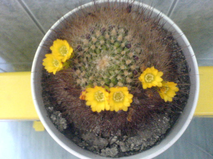 DSC01637 - Cactusii mei