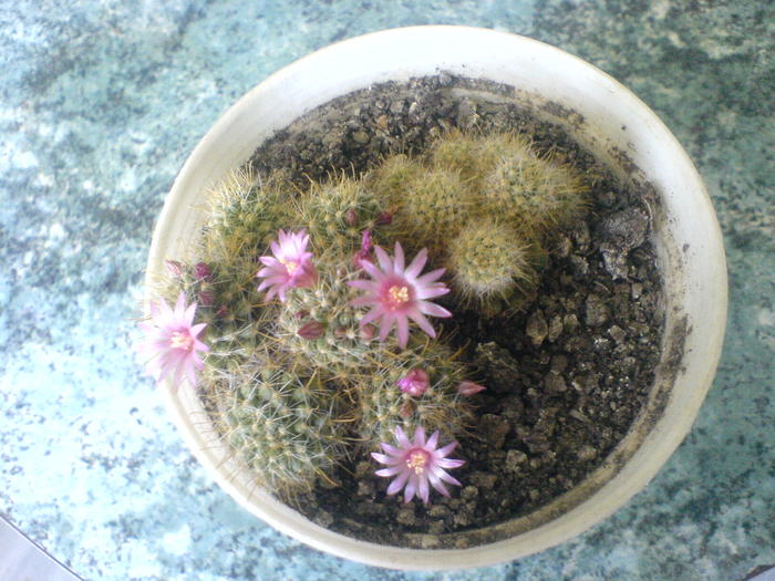 DSC01641 - Cactusii mei