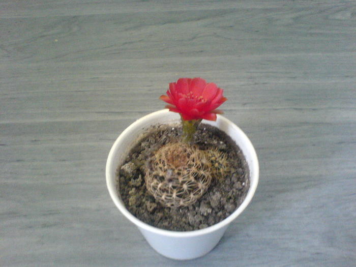 DSC01800 - Cactusii mei