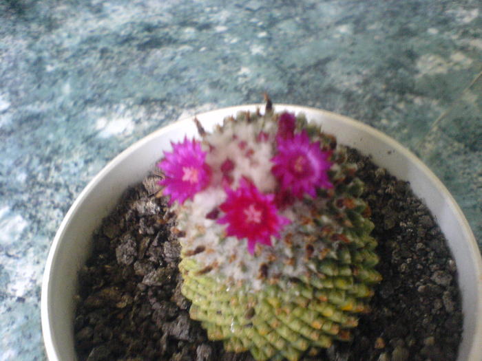 DSC01822 - Cactusii mei