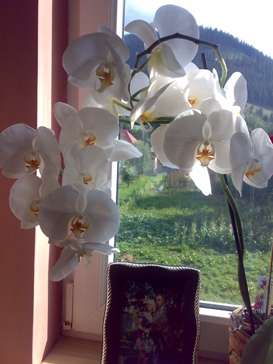 09082009292 - Florile mele de orhidee