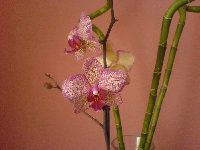 DSC01329 - Florile mele de orhidee