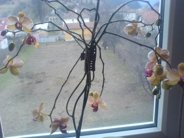 DSC02145 - Florile mele de orhidee