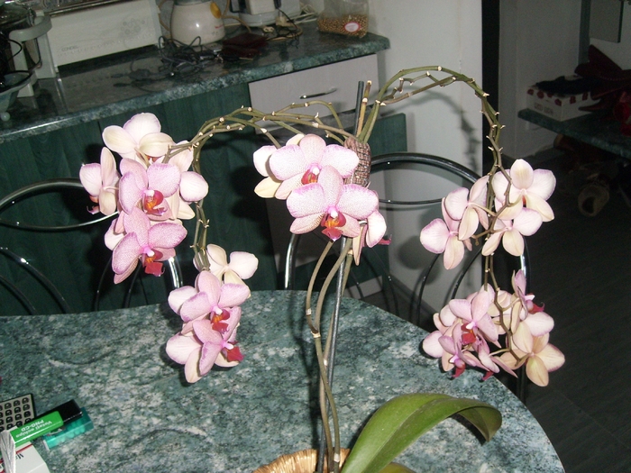 SL270922; Prima mea orhidee
A dat in trei ani cca 200 flori
