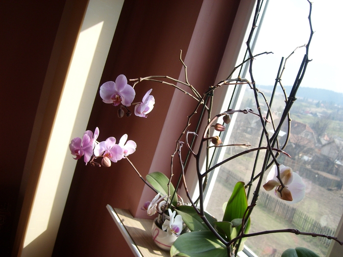 SL271410 - Florile mele de orhidee
